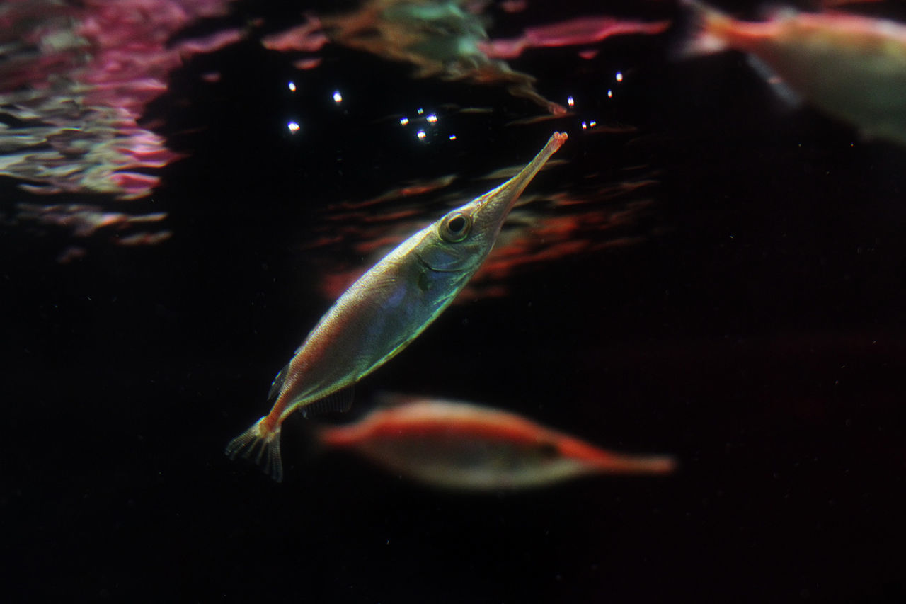 CLOSE-UP OF FISH SWIMMING