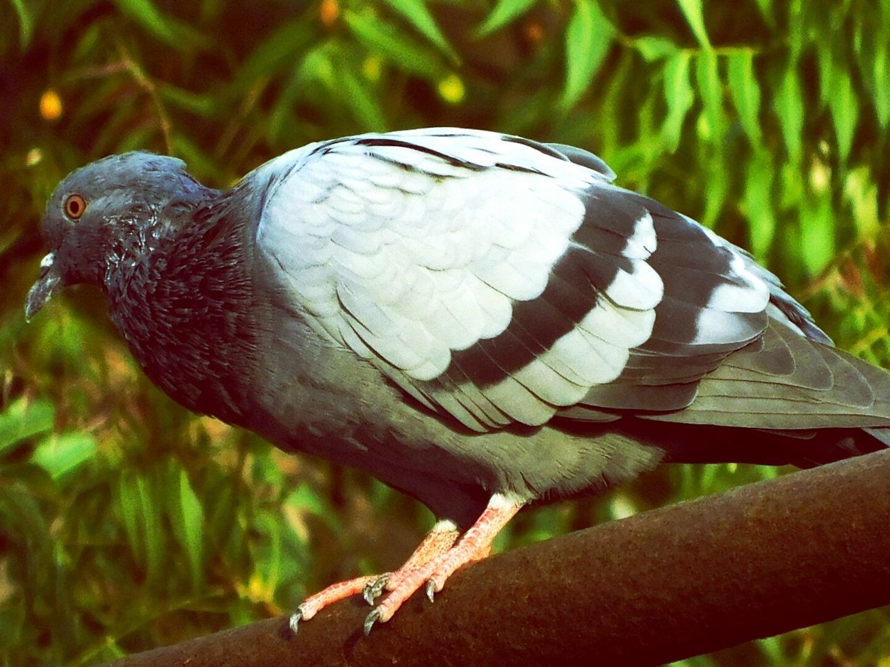 SIDE VIEW OF BIRD PERCHING ON LEAF