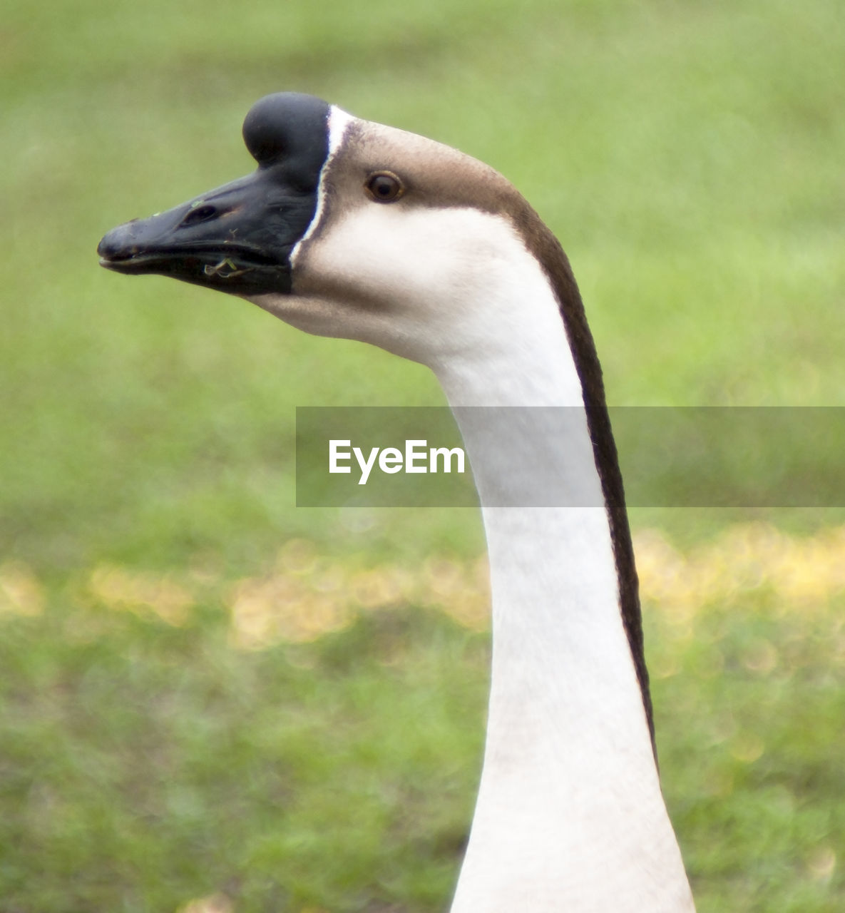 CLOSE-UP OF WHITE SWAN