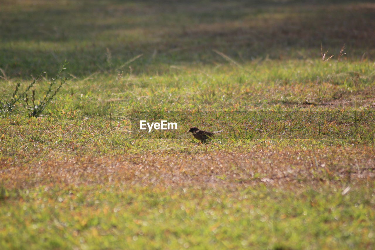 BIRD PERCHING ON GRASS