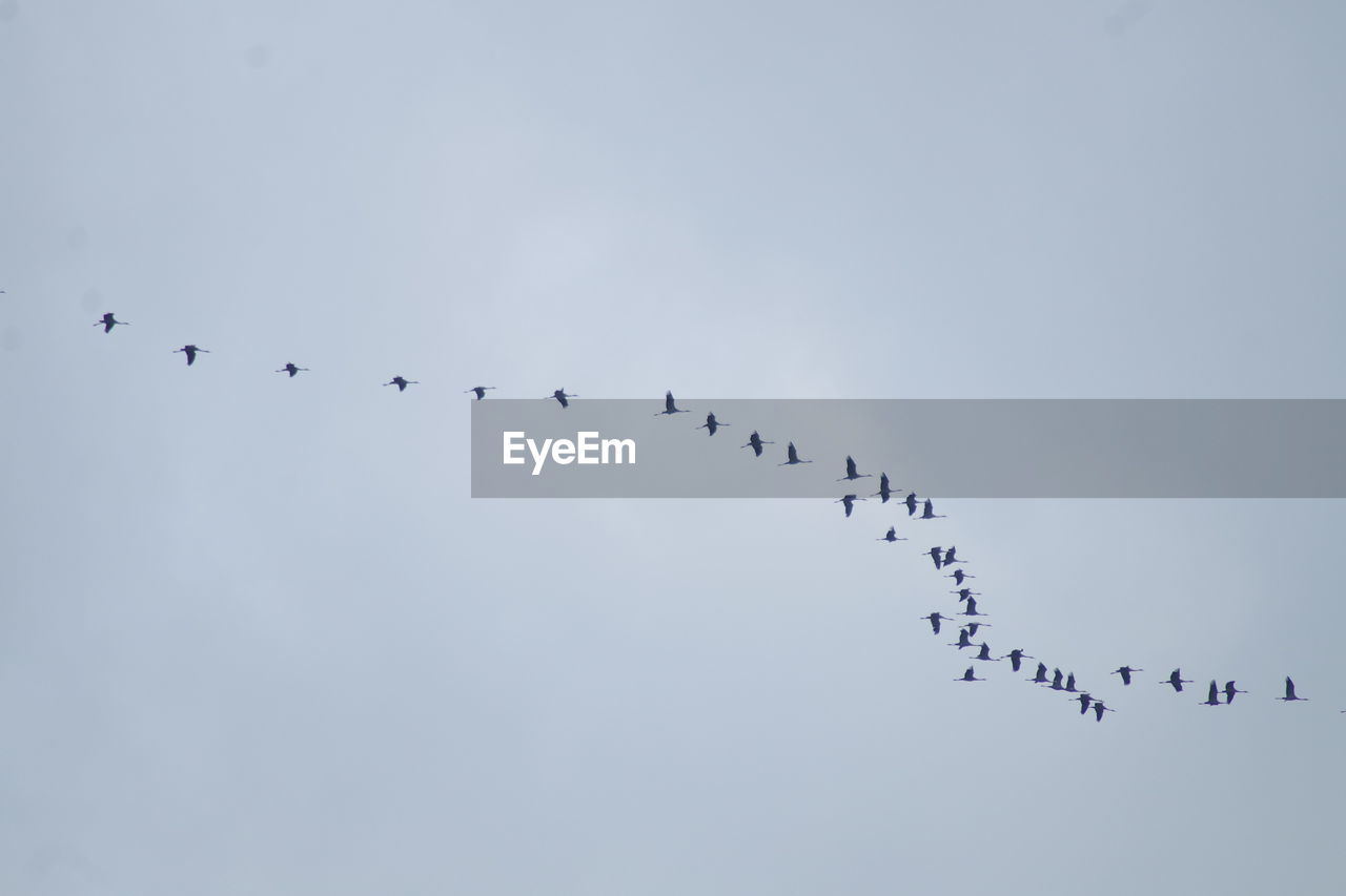 LOW ANGLE VIEW OF BIRDS FLYING AGAINST SKY