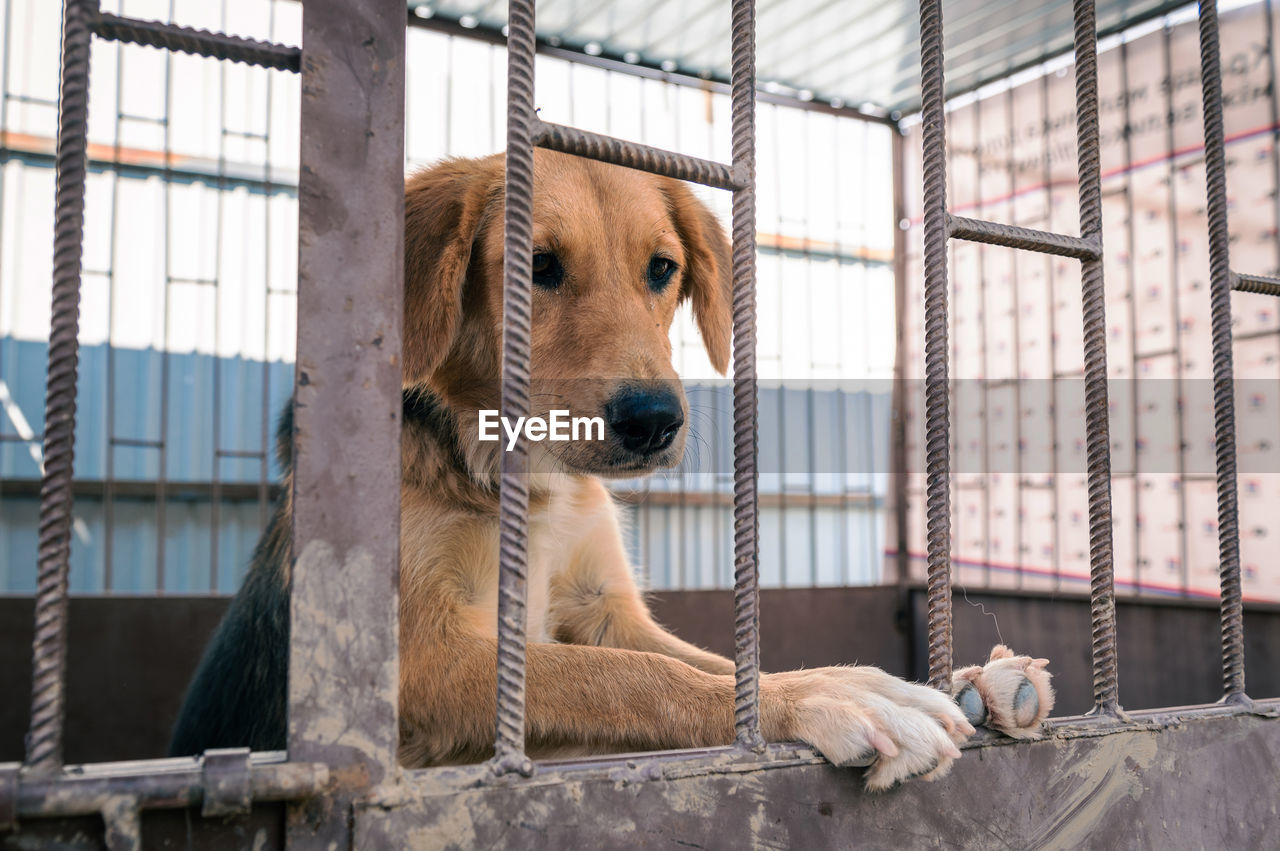 Dog in animal shelter waiting for adoption. portrait of red homeless dog in animal shelter cage.