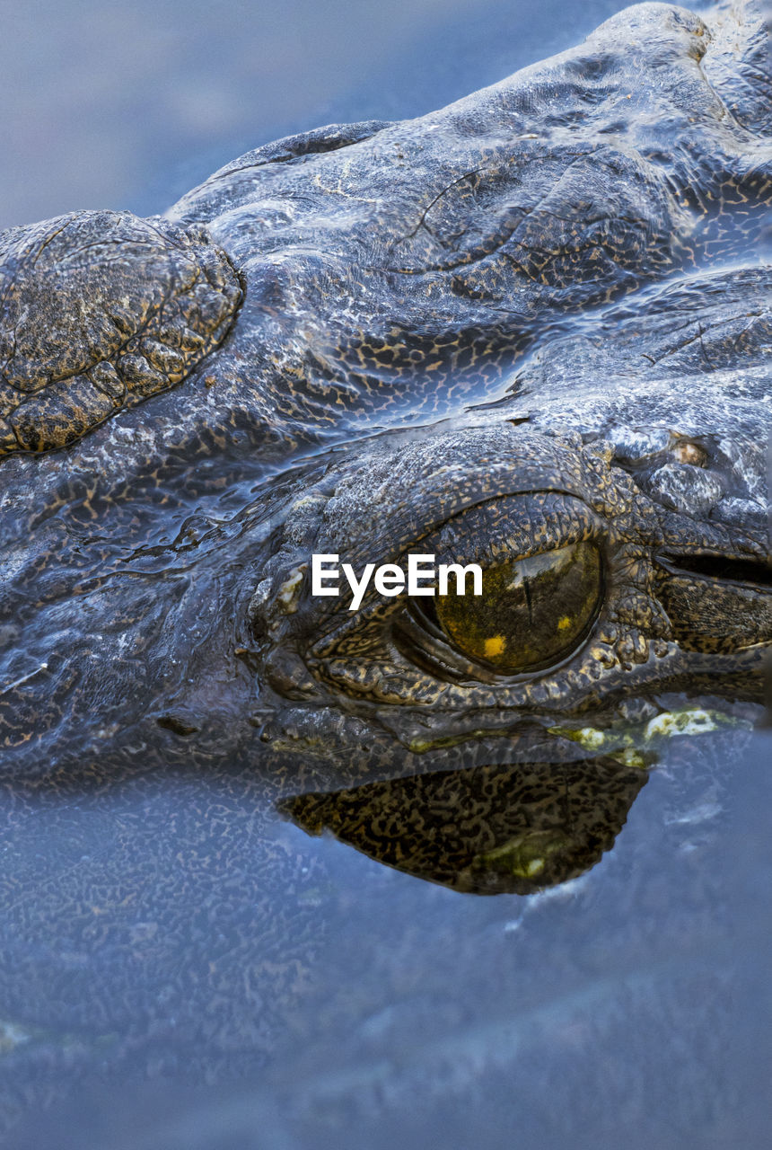 Close up shot of a freshwater crocodile eye reflected in the water