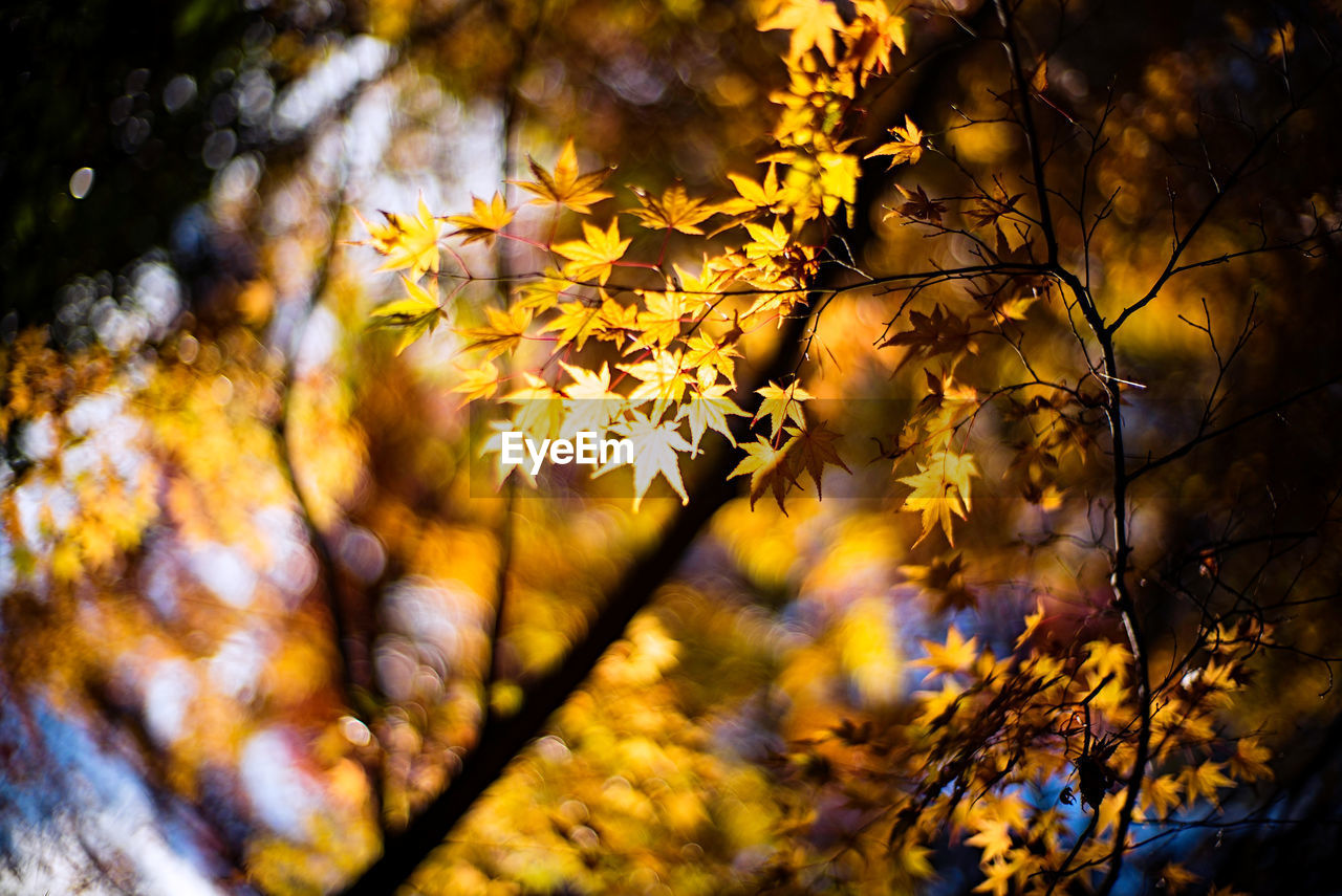 tree, sunlight, plant, autumn, beauty in nature, nature, leaf, branch, plant part, yellow, light, tranquility, forest, no people, land, outdoors, growth, scenics - nature, day, environment, reflection, sky, low angle view, tranquil scene, focus on foreground, idyllic, orange color, backgrounds