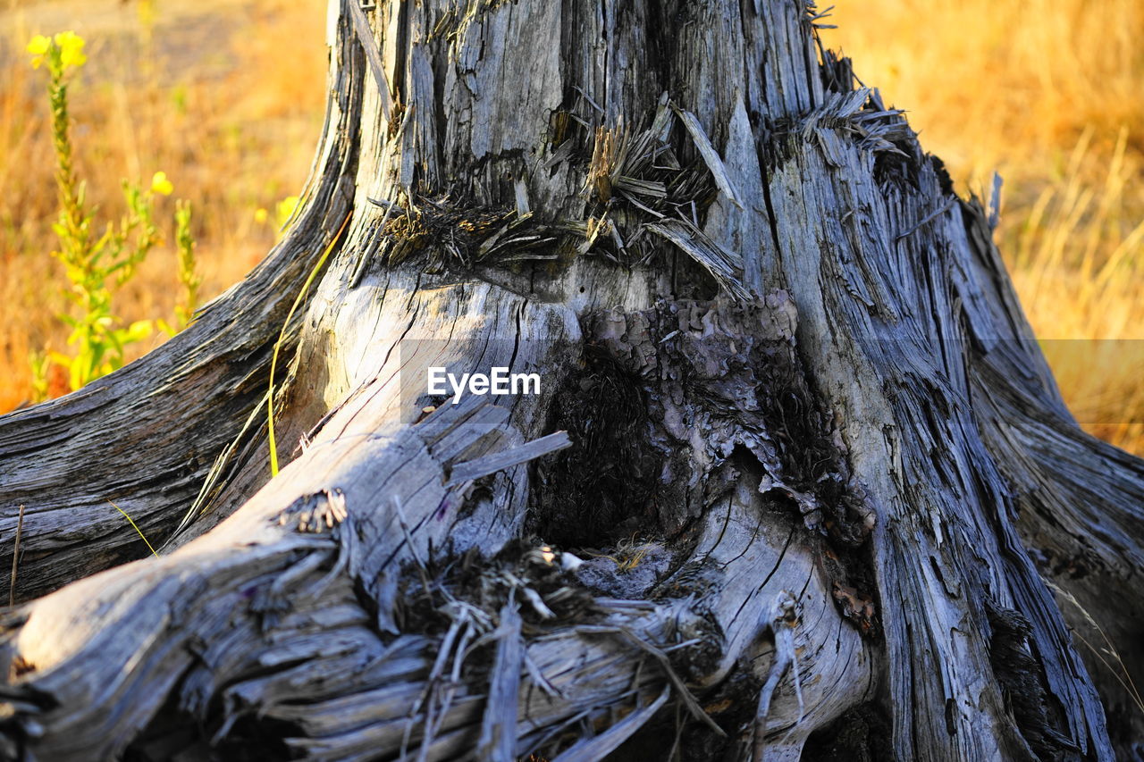 CLOSE-UP OF TREE TRUNK