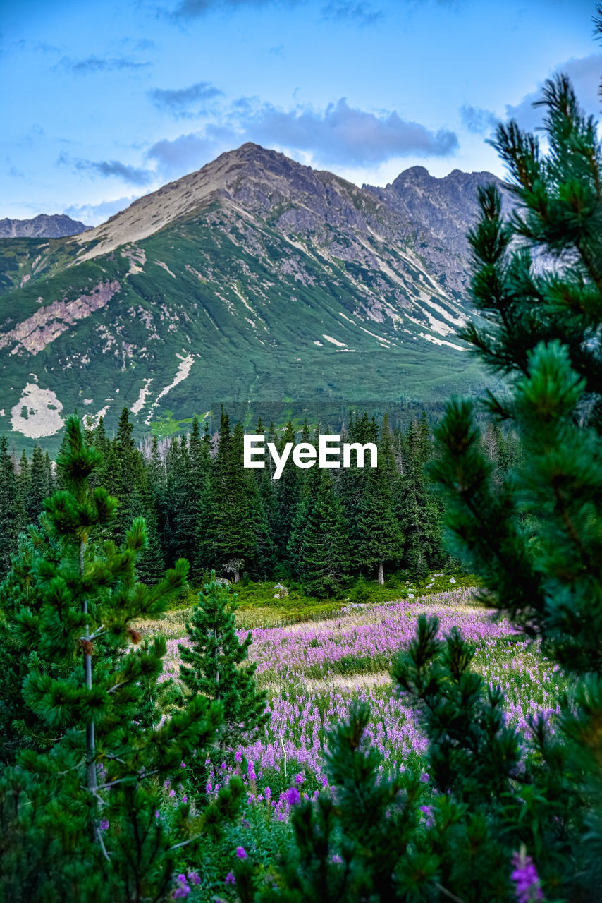 Scenic view of pine trees against sky