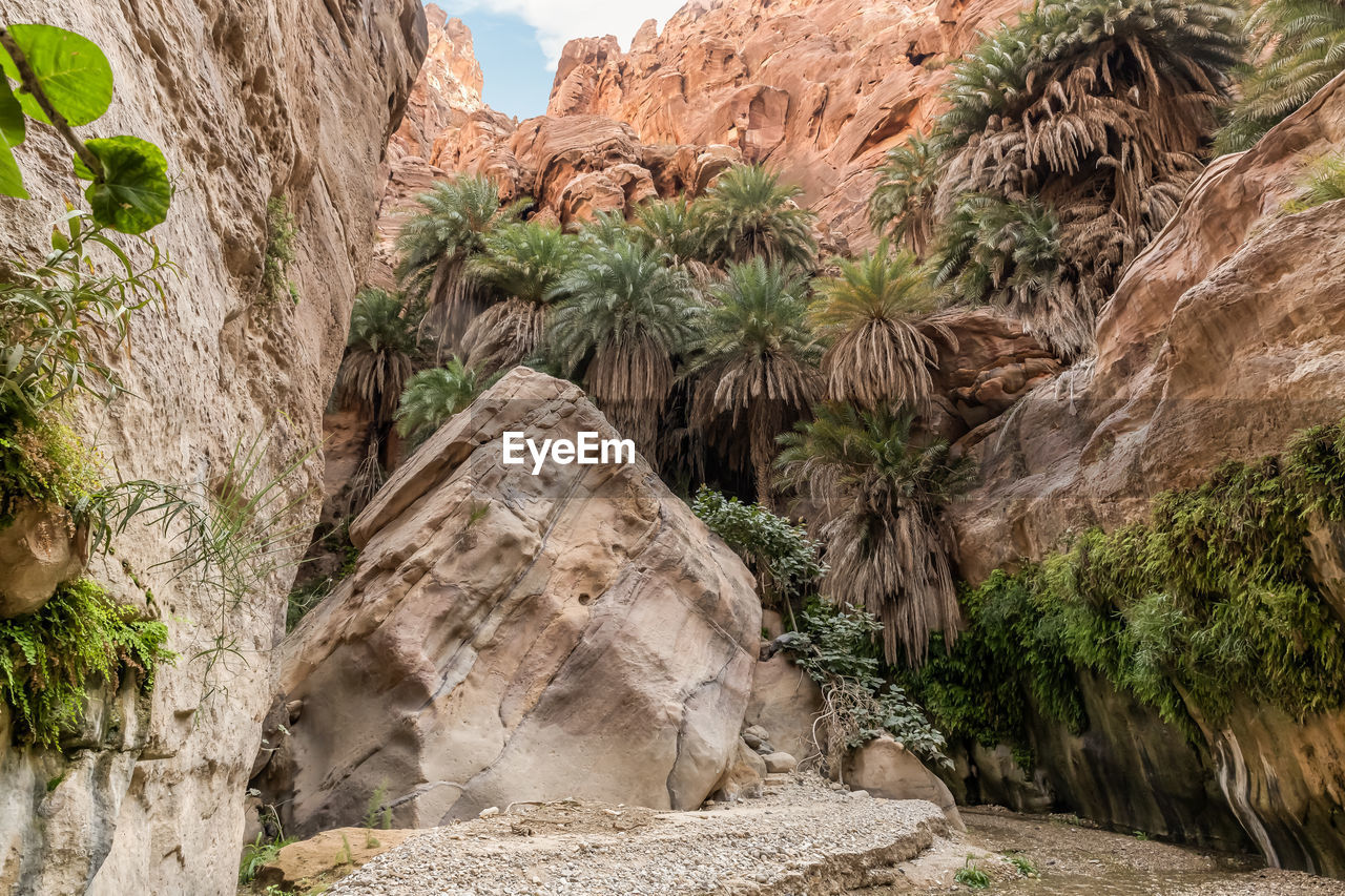 wadi, rock, plant, nature, rock formation, tree, valley, travel destinations, land, scenics - nature, environment, beauty in nature, palm tree, travel, no people, landscape, desert, geology, mountain, canyon, terrain, non-urban scene, outdoors, ancient history, architecture, day, history, cliff, sky, formation, tranquility, tourism, tropical climate, ancient, arch, the past, physical geography, tranquil scene