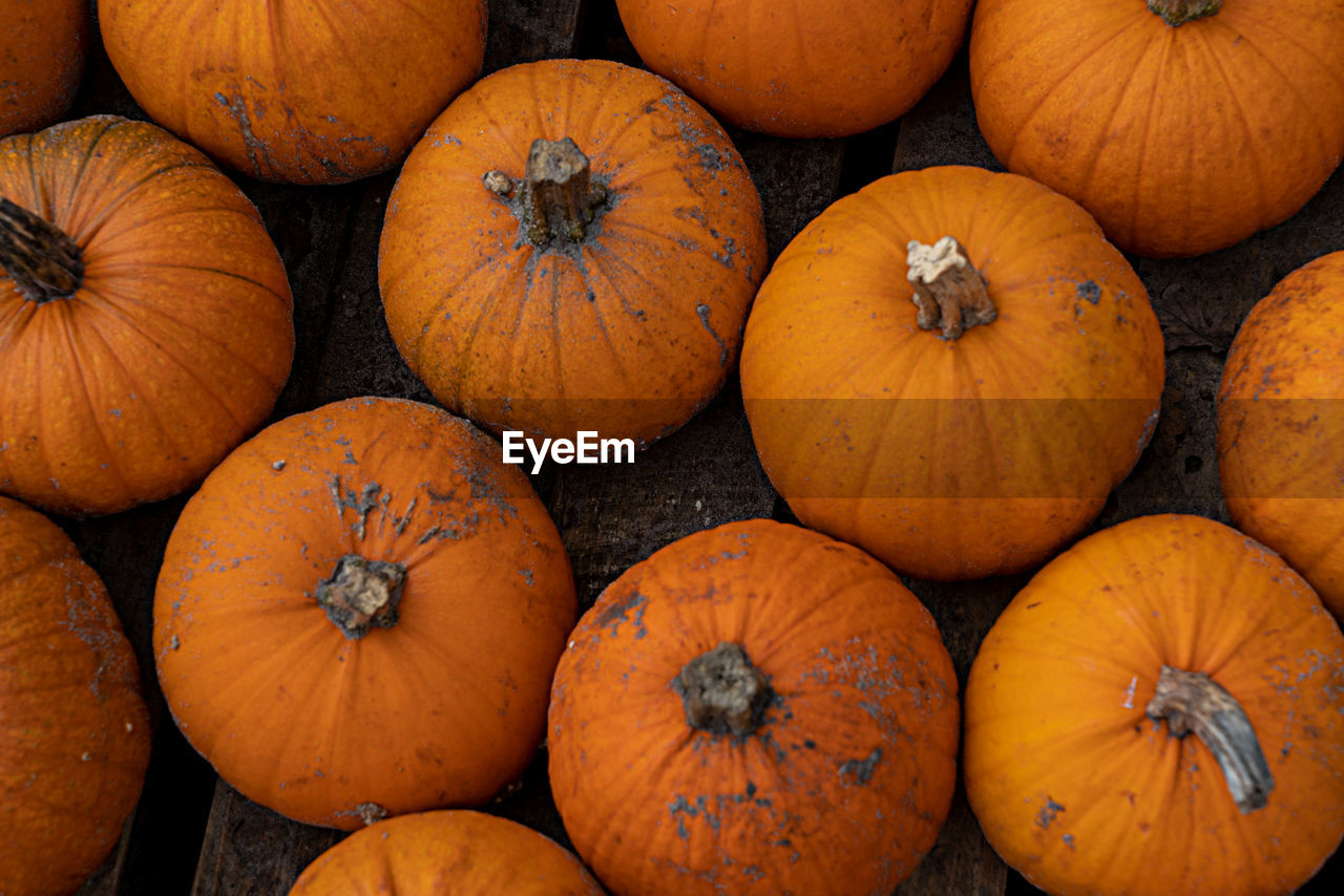 Full frame shot of pumpkins