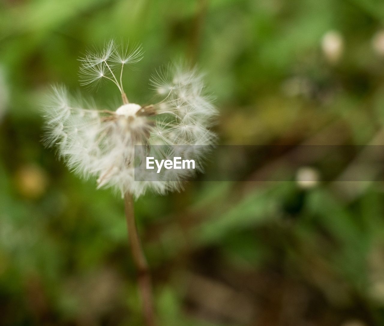 Close-up of dandelion