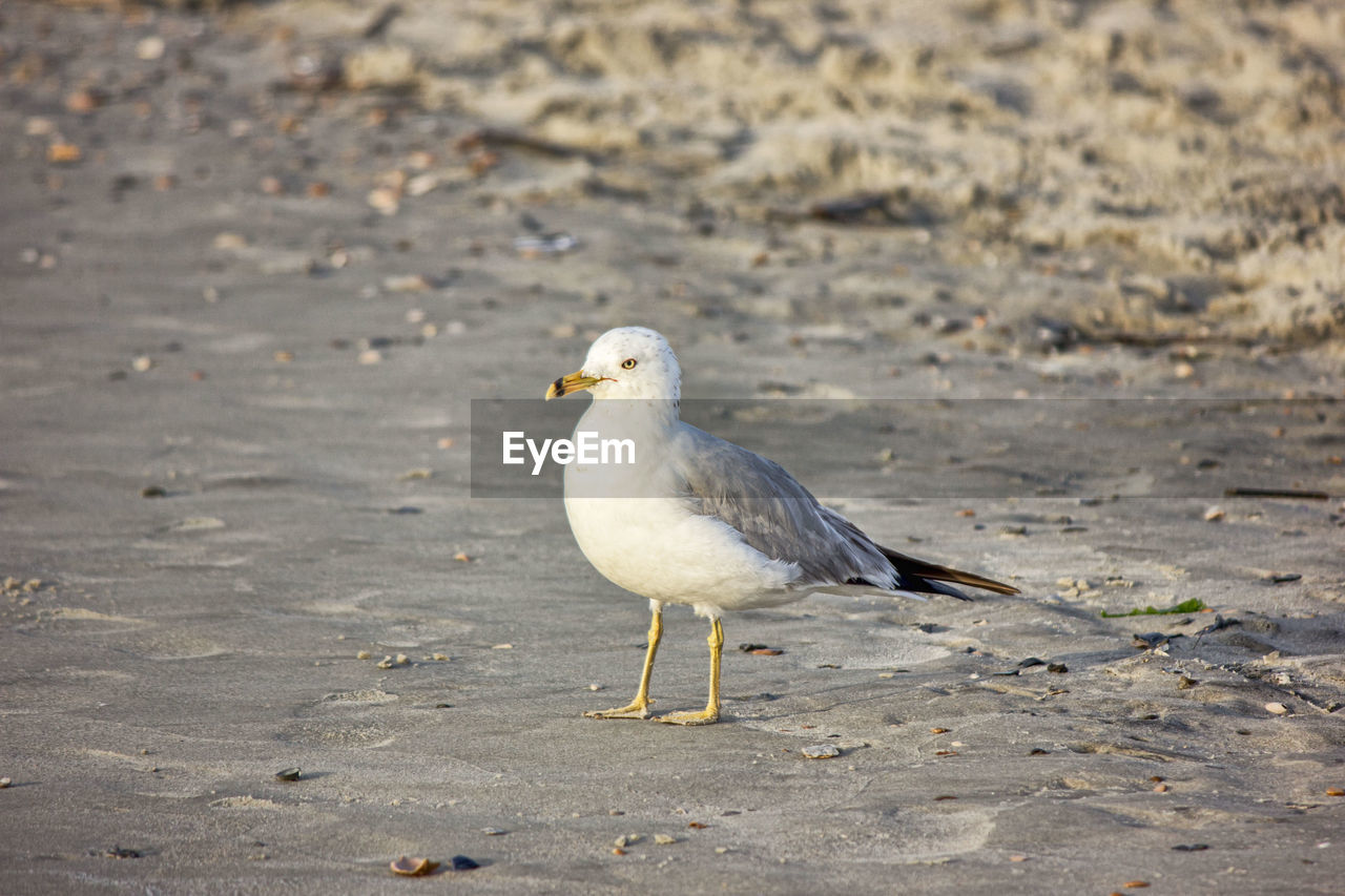 SEAGULL PERCHING ON SAND
