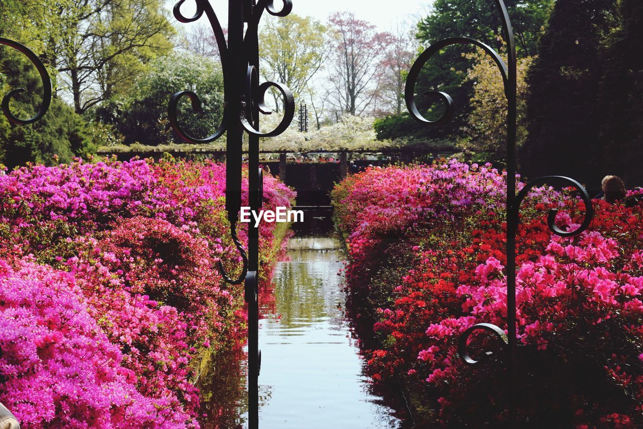 Close-up of pink flowers in park