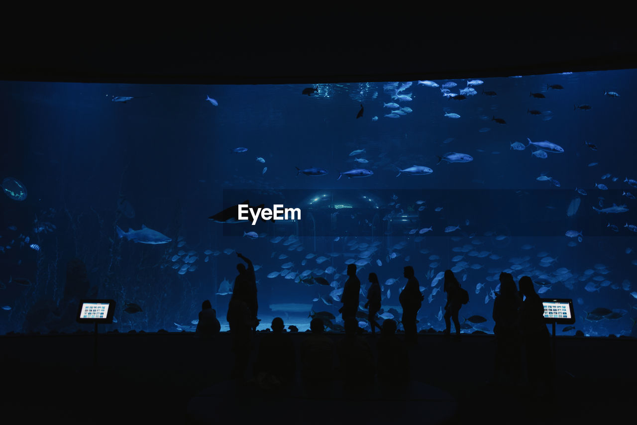 Back view of silhouettes of people in front of big modern aquarium with tropical fishes in dark
