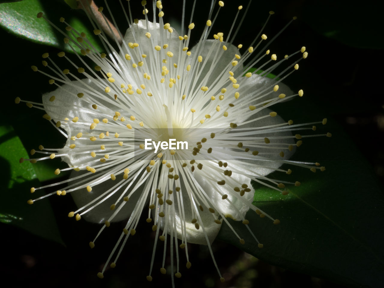 Close-up of flower at night