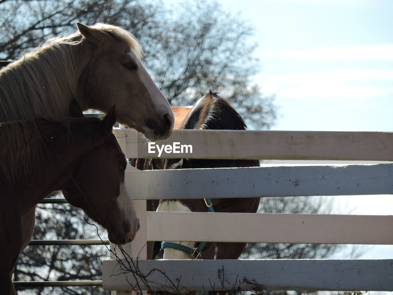 HORSE STANDING IN RANCH AGAINST SKY