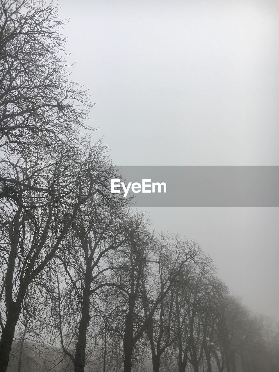 LOW ANGLE VIEW OF BARE TREES AGAINST SKY