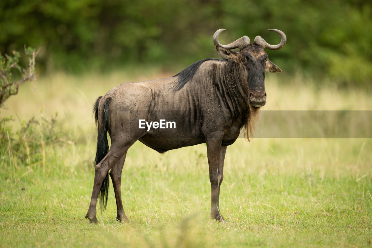 Wildebeest standing on grassy land