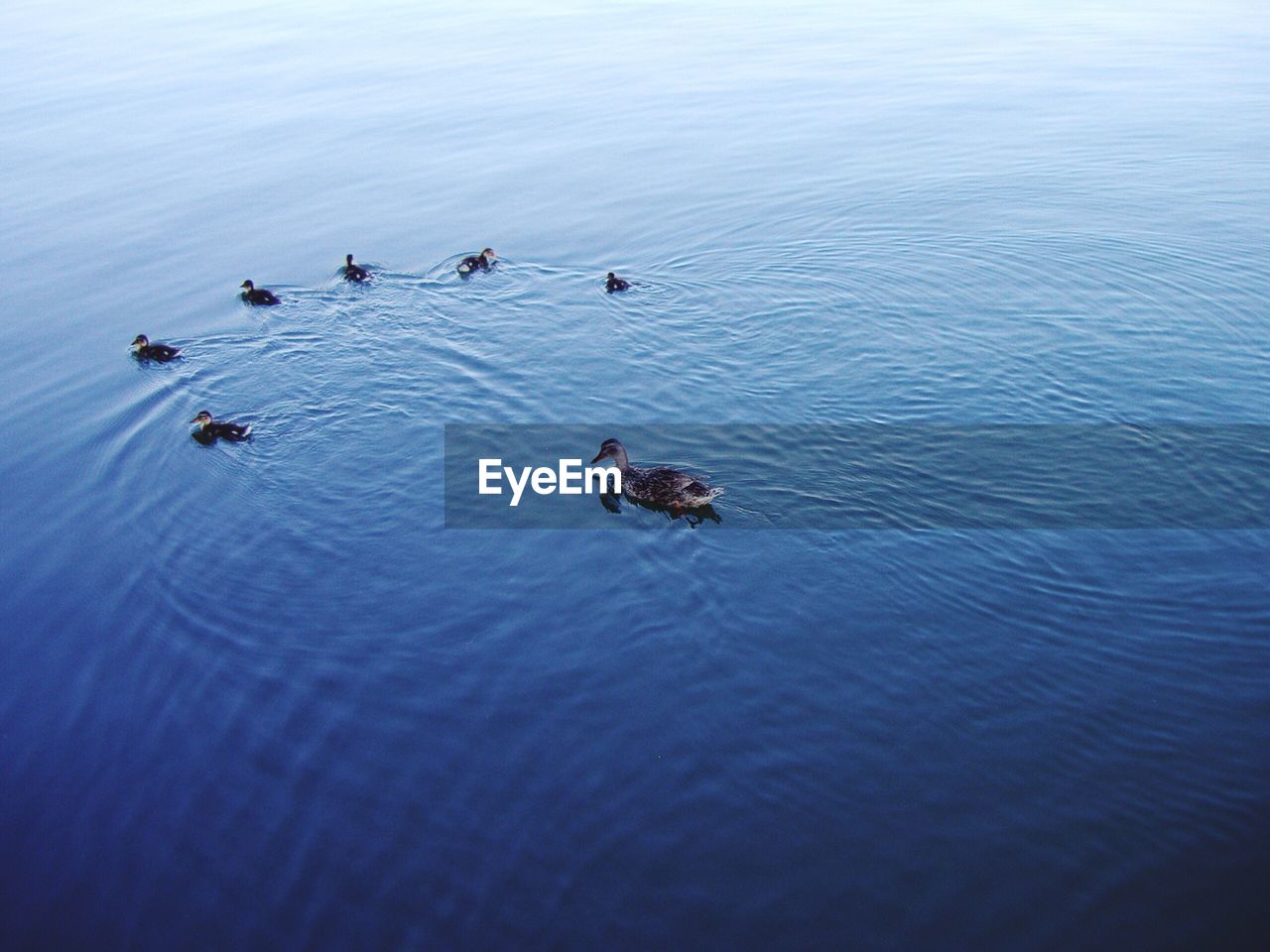 High angle view of duck with ducklings swimming on lake