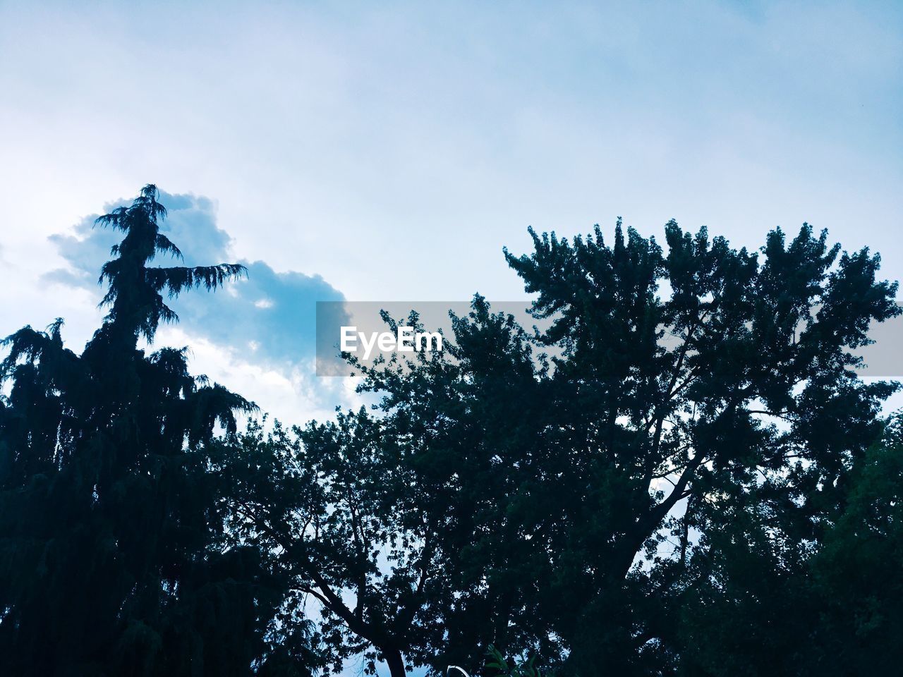 LOW ANGLE VIEW OF TREES AGAINST SKY