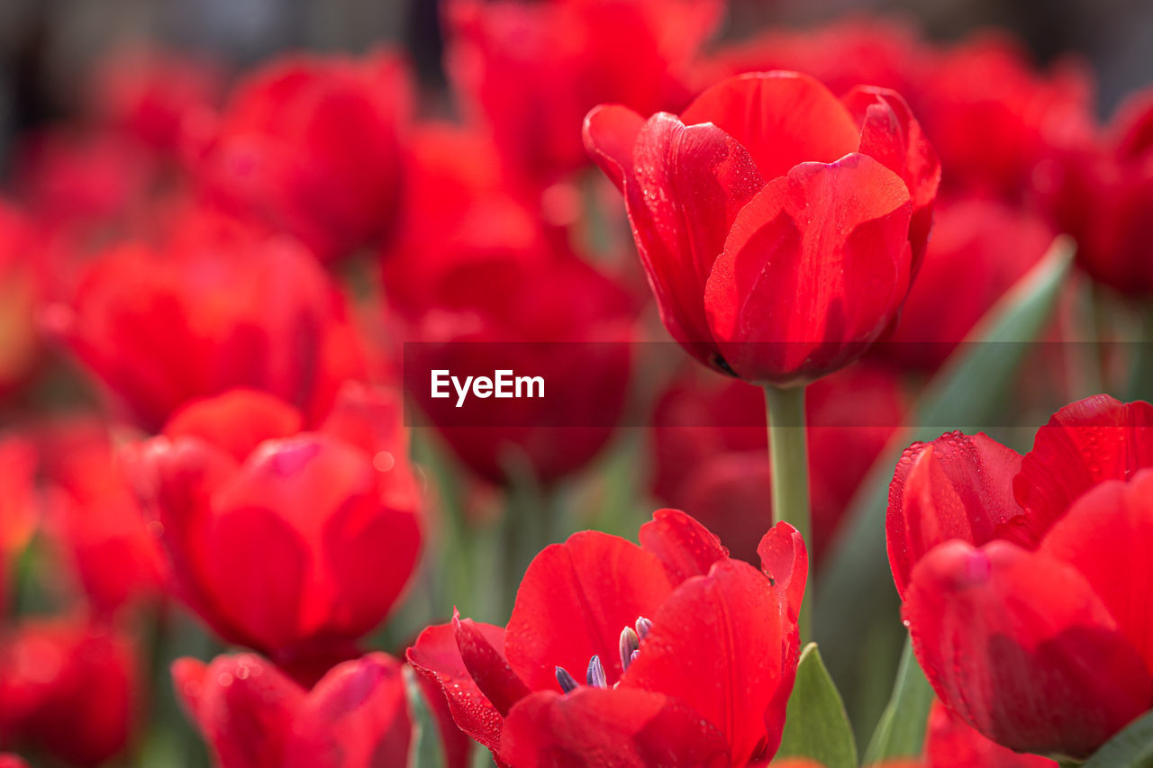 CLOSE-UP OF RED TULIP