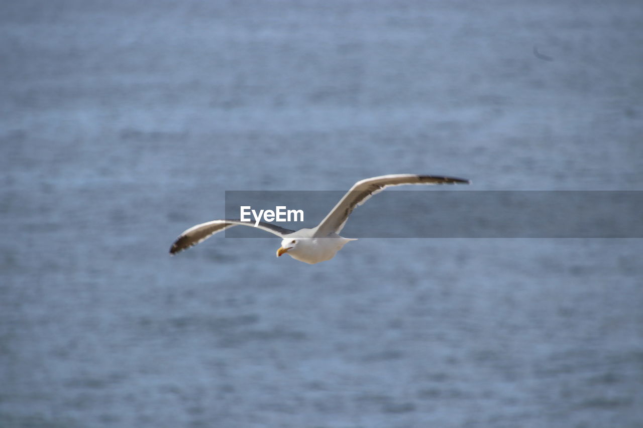 BIRD FLYING OVER SEA