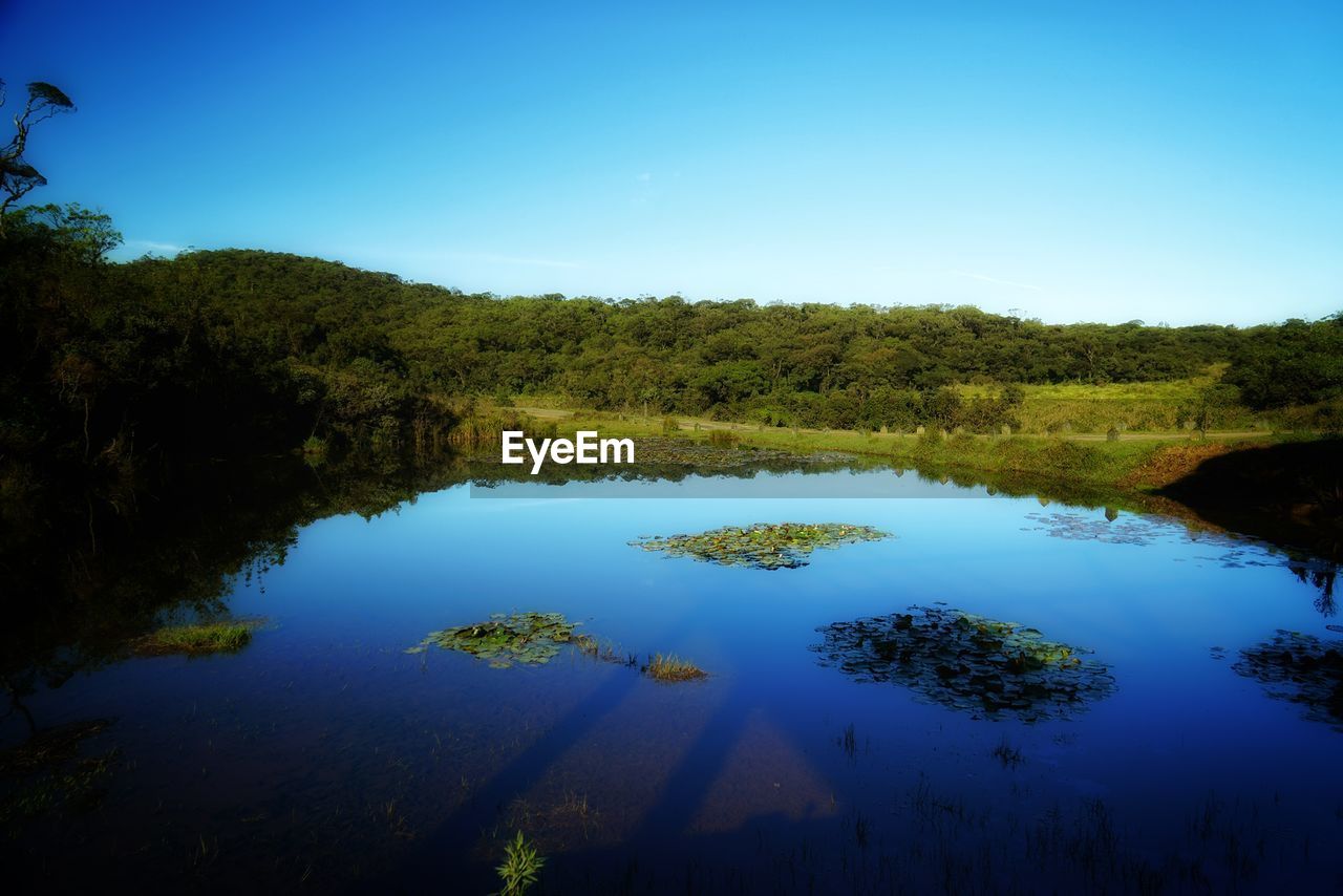 REFLECTION OF TREES IN LAKE AGAINST BLUE SKY