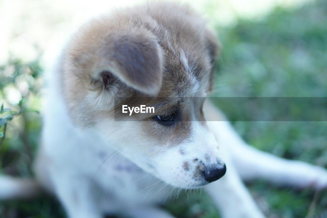 Close-up portrait of a dog, candid a dog