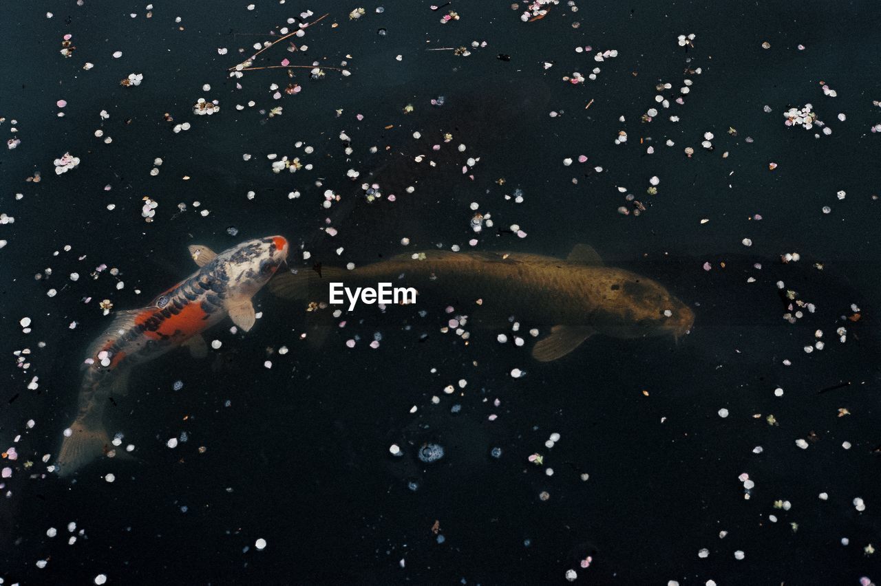 CLOSE-UP OF FISH UNDERWATER