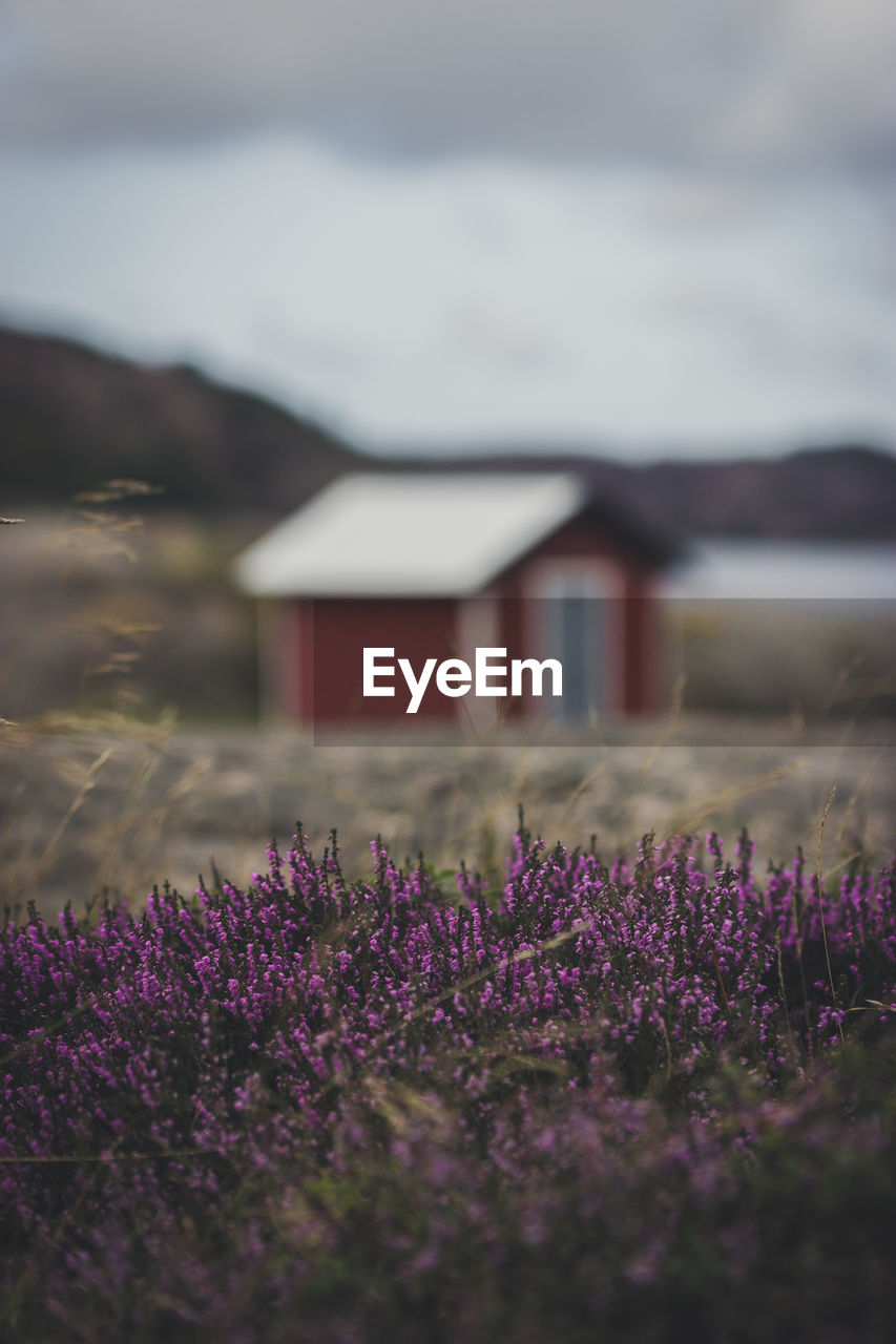 Purple flowering plants on field against wooden hut