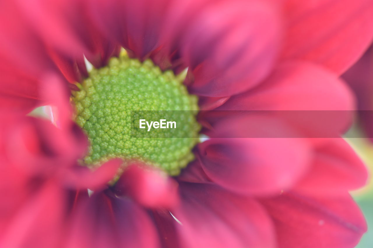 EXTREME CLOSE-UP OF PINK FLOWER