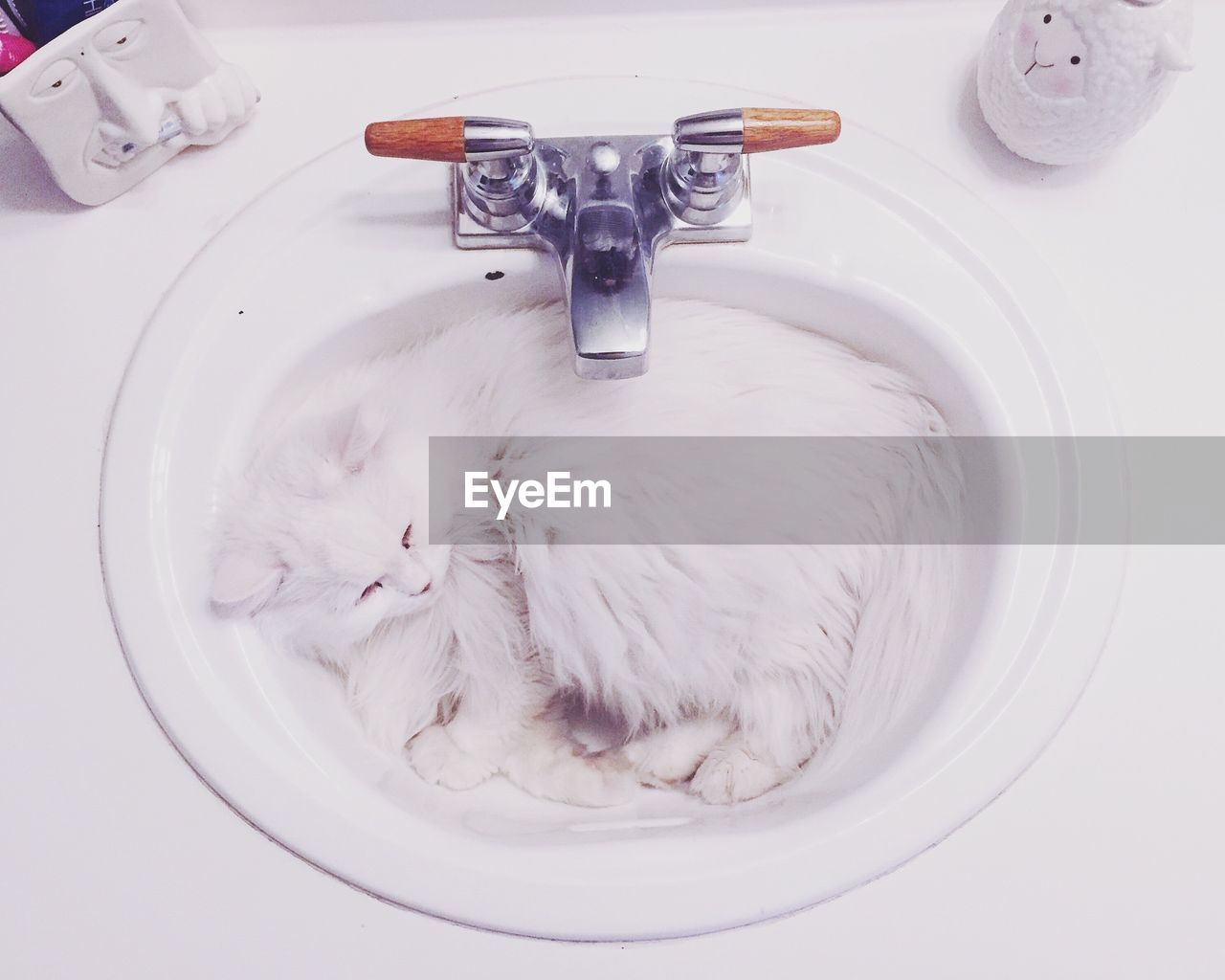 High angle view of cat in sink