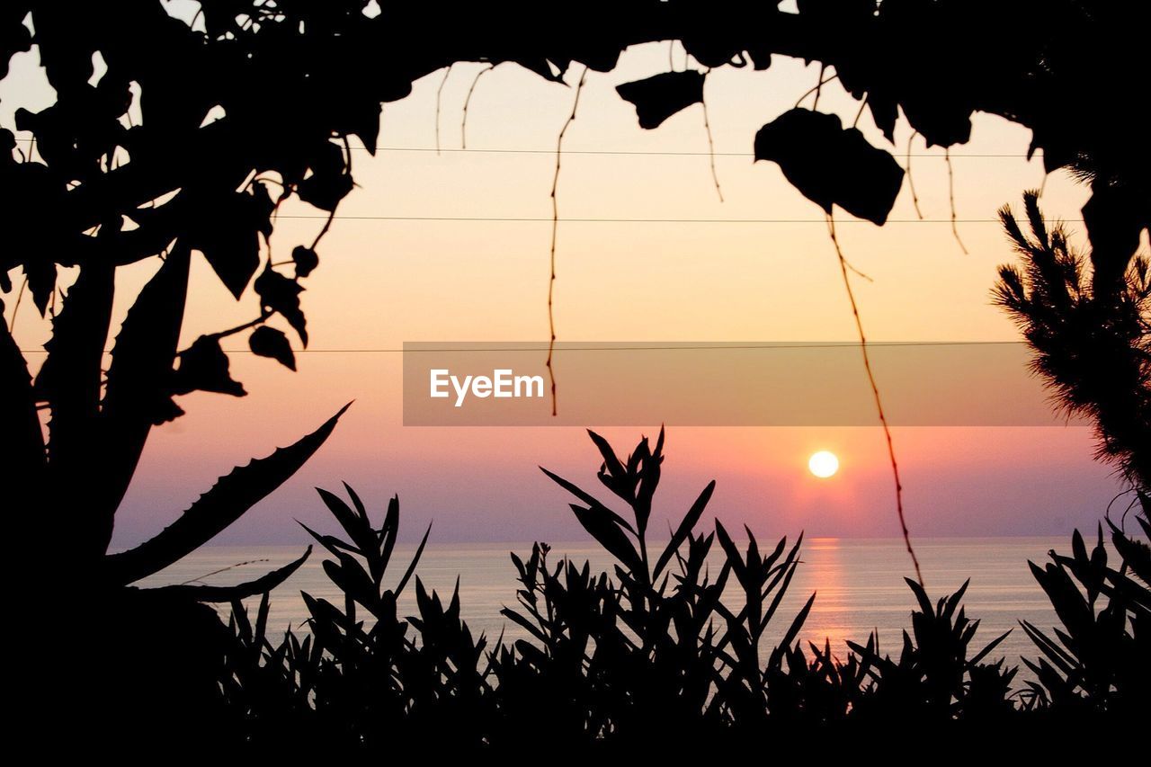 View of sunset through silhouette plants