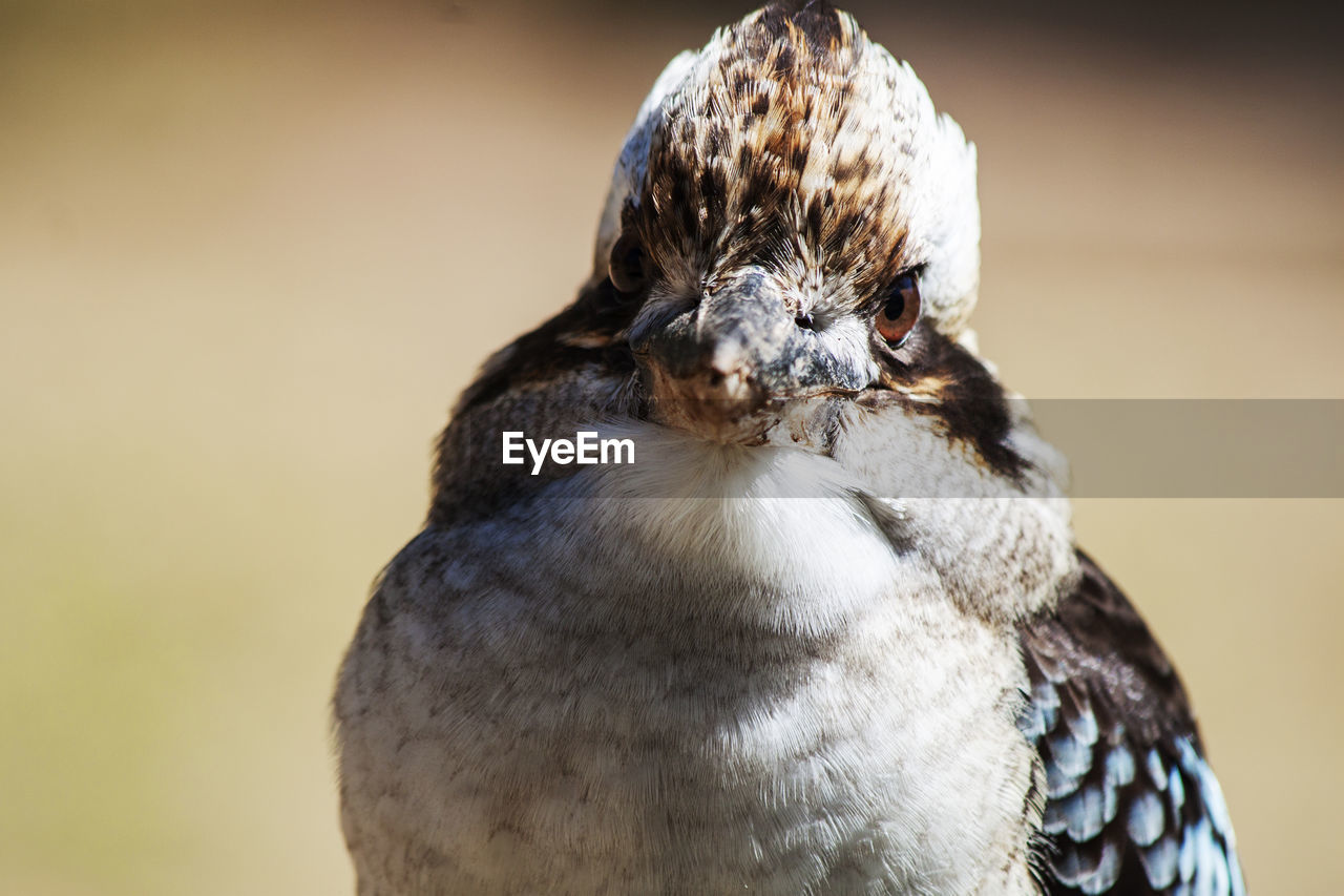 Close-up of bird