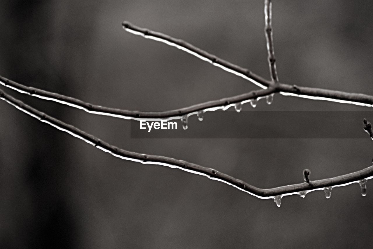 Close-up of frozen branch during winter