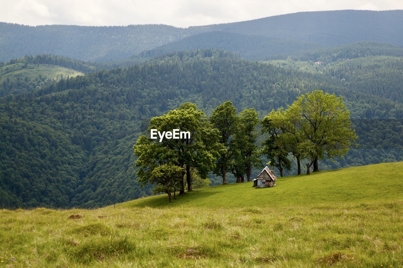 Trees on field against mountains