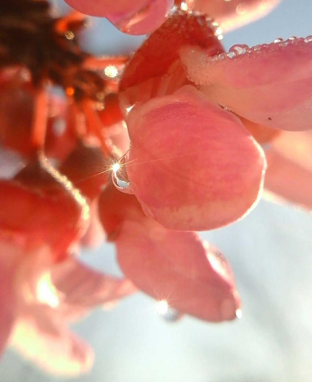 CLOSE-UP OF FLOWERS