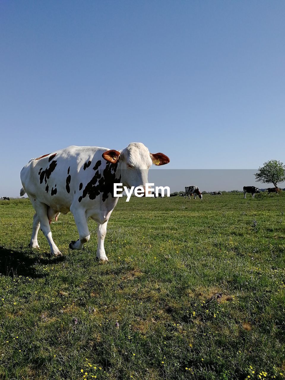 View of cows on field against clear sky