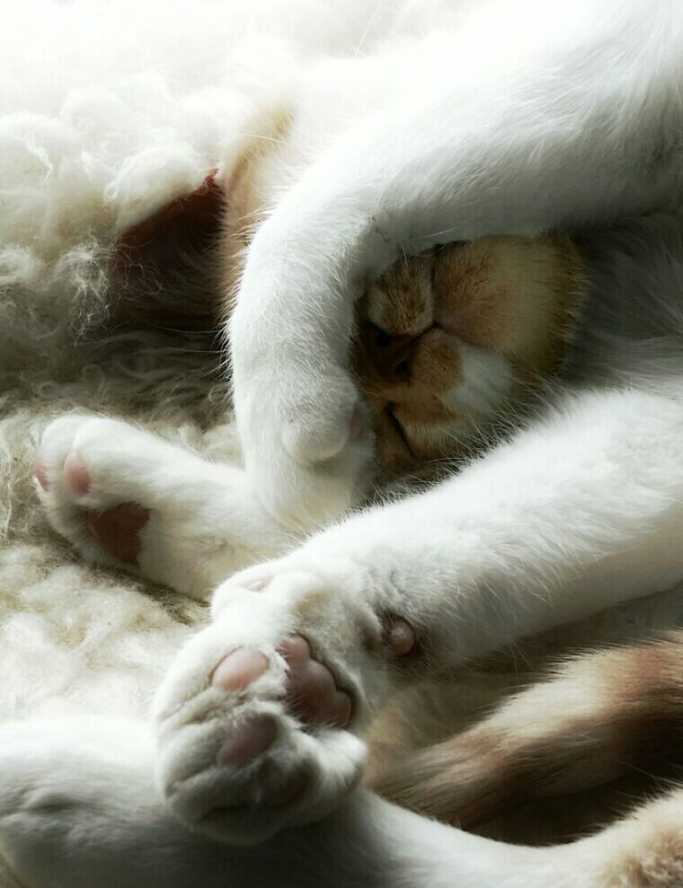 WHITE CAT SLEEPING