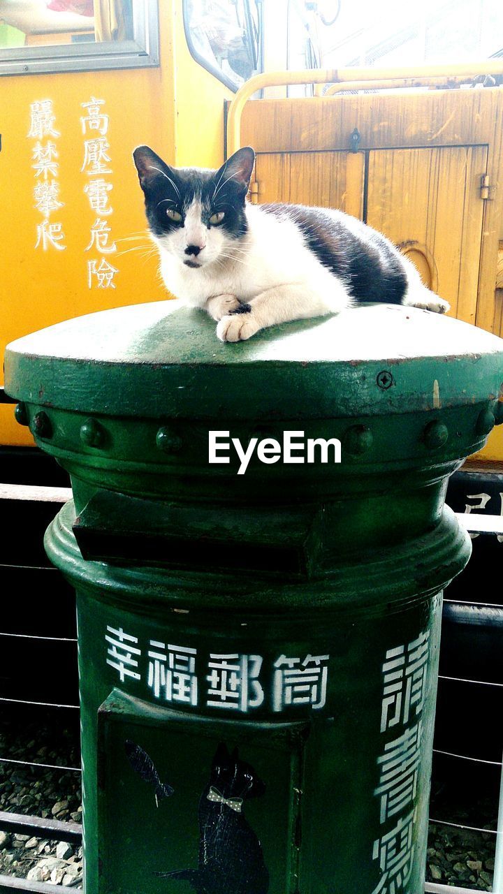 PORTRAIT OF CAT