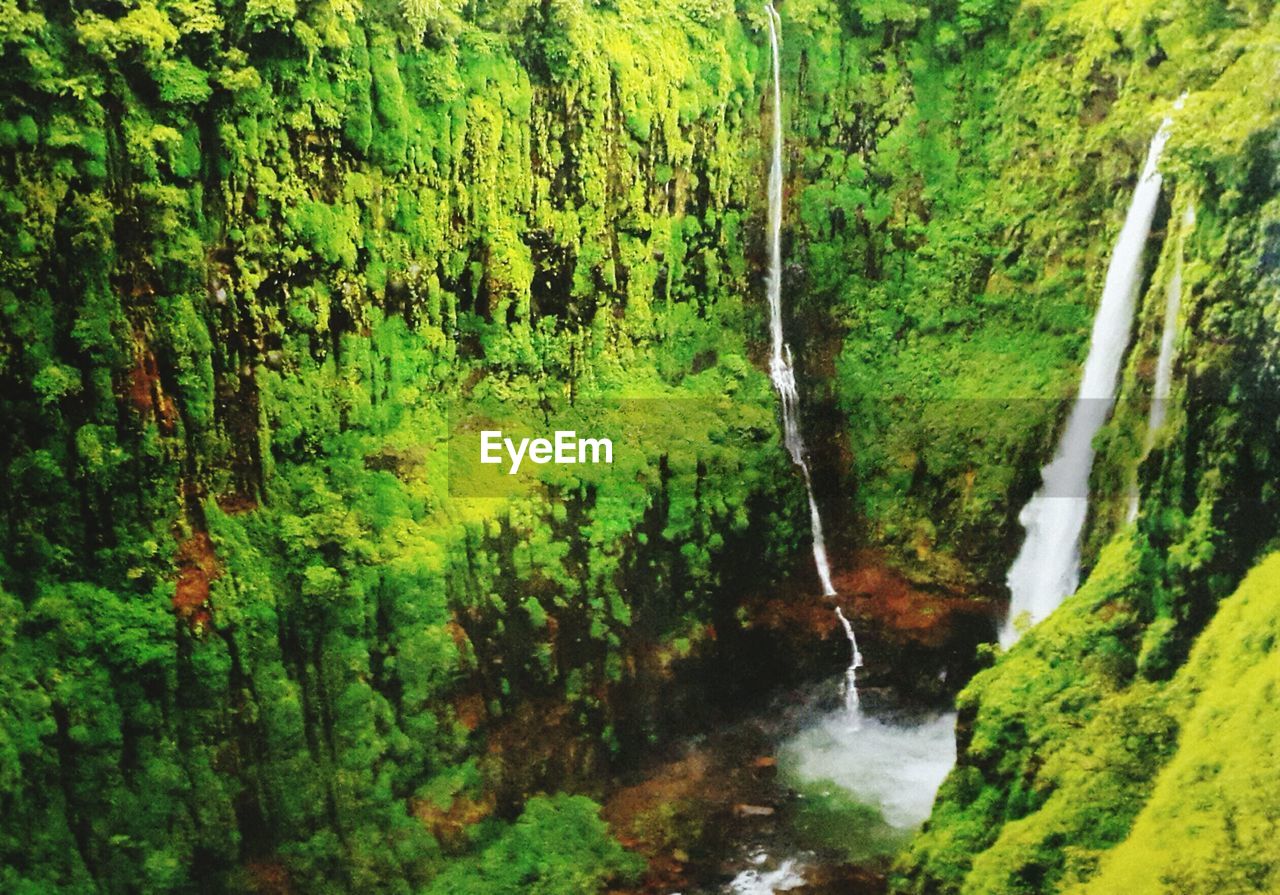 RIVER AMIDST TREES IN FOREST