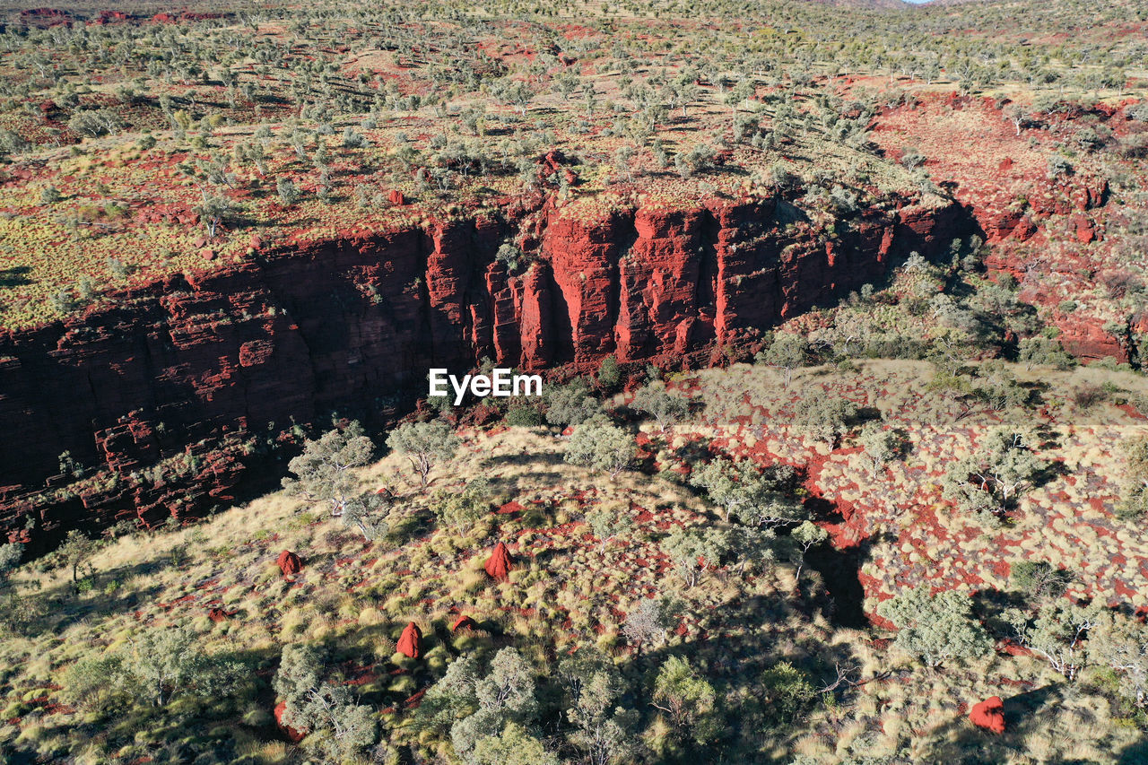 VIEW OF TREES GROWING ON ROCKS