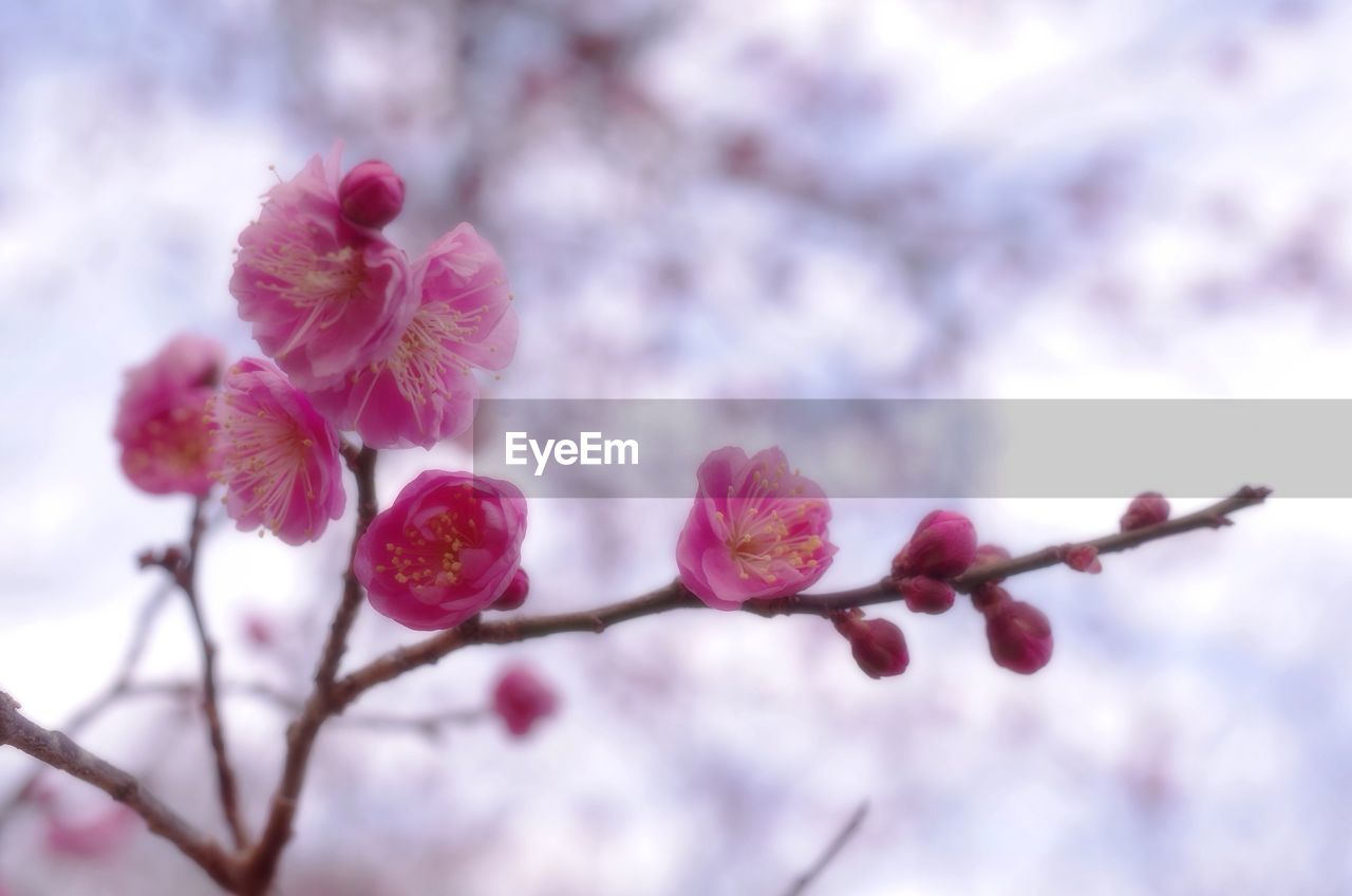 LOW ANGLE VIEW OF PINK FLOWERS ON TREE