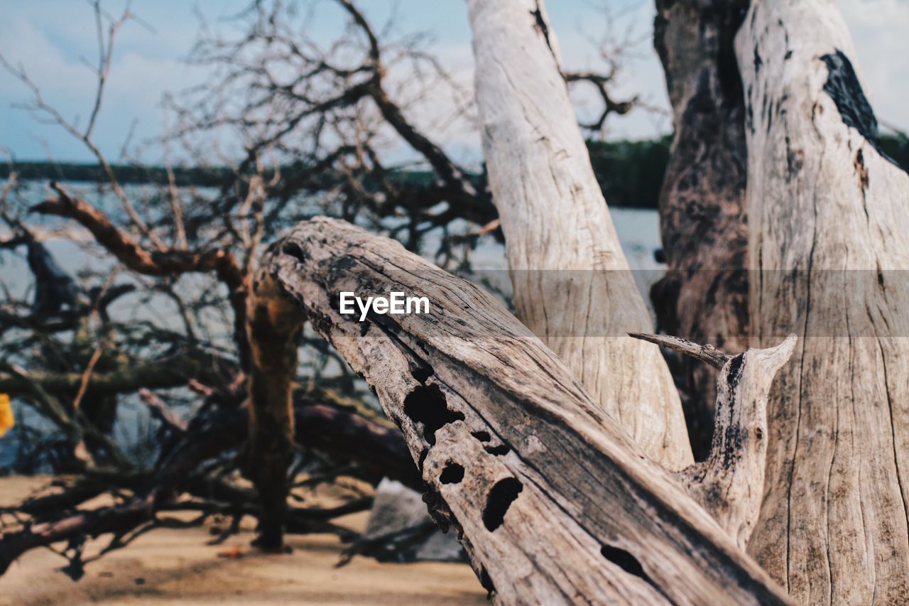 Close-up of tree trunk 