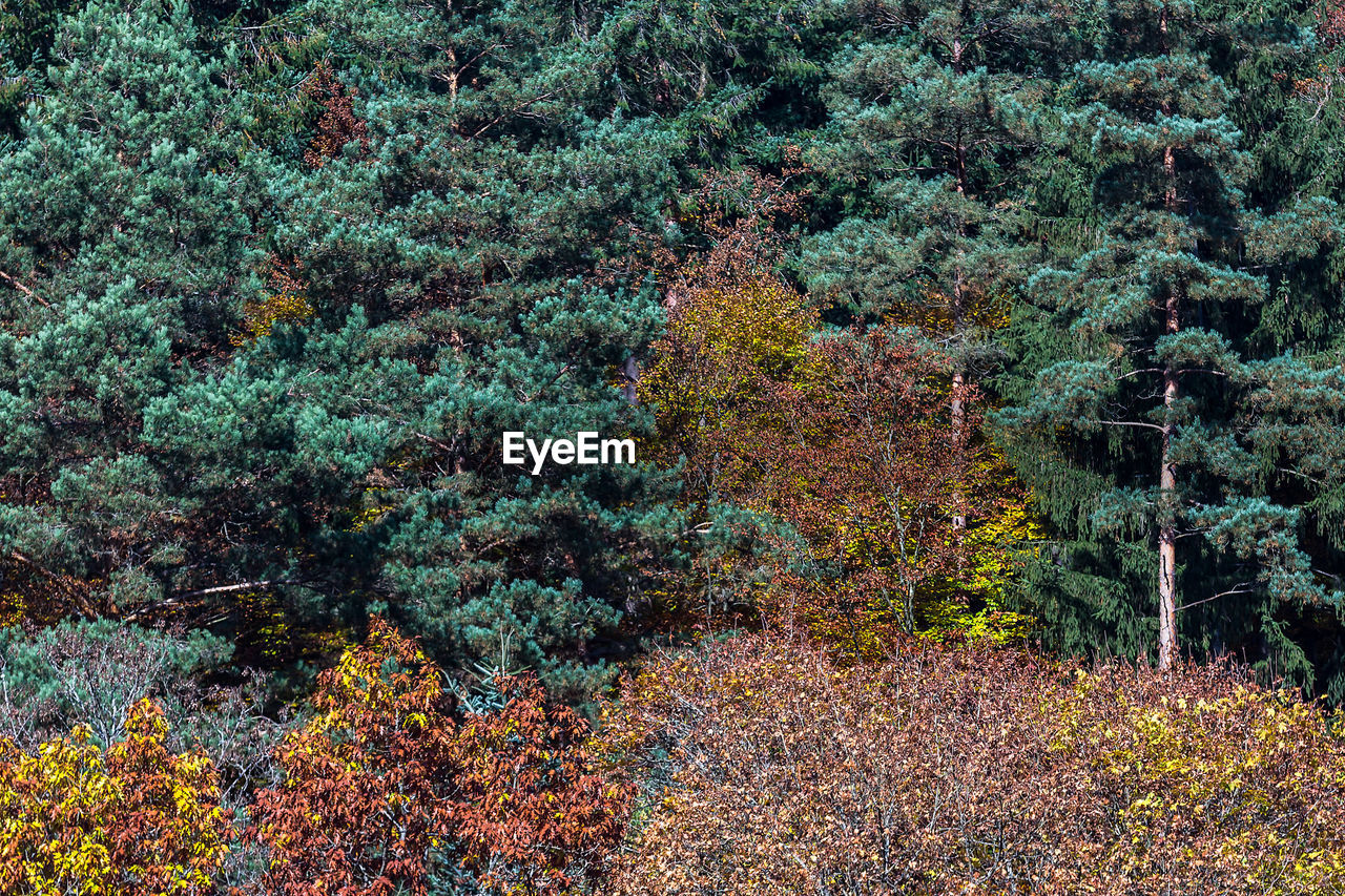 Plants growing in forest during autumn