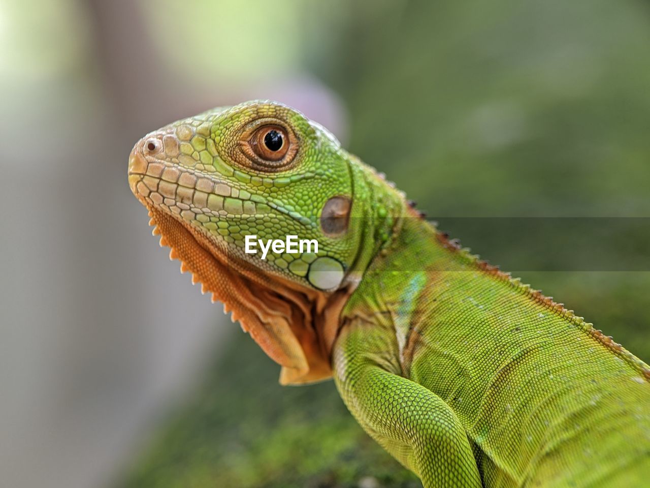 close-up of a lizard