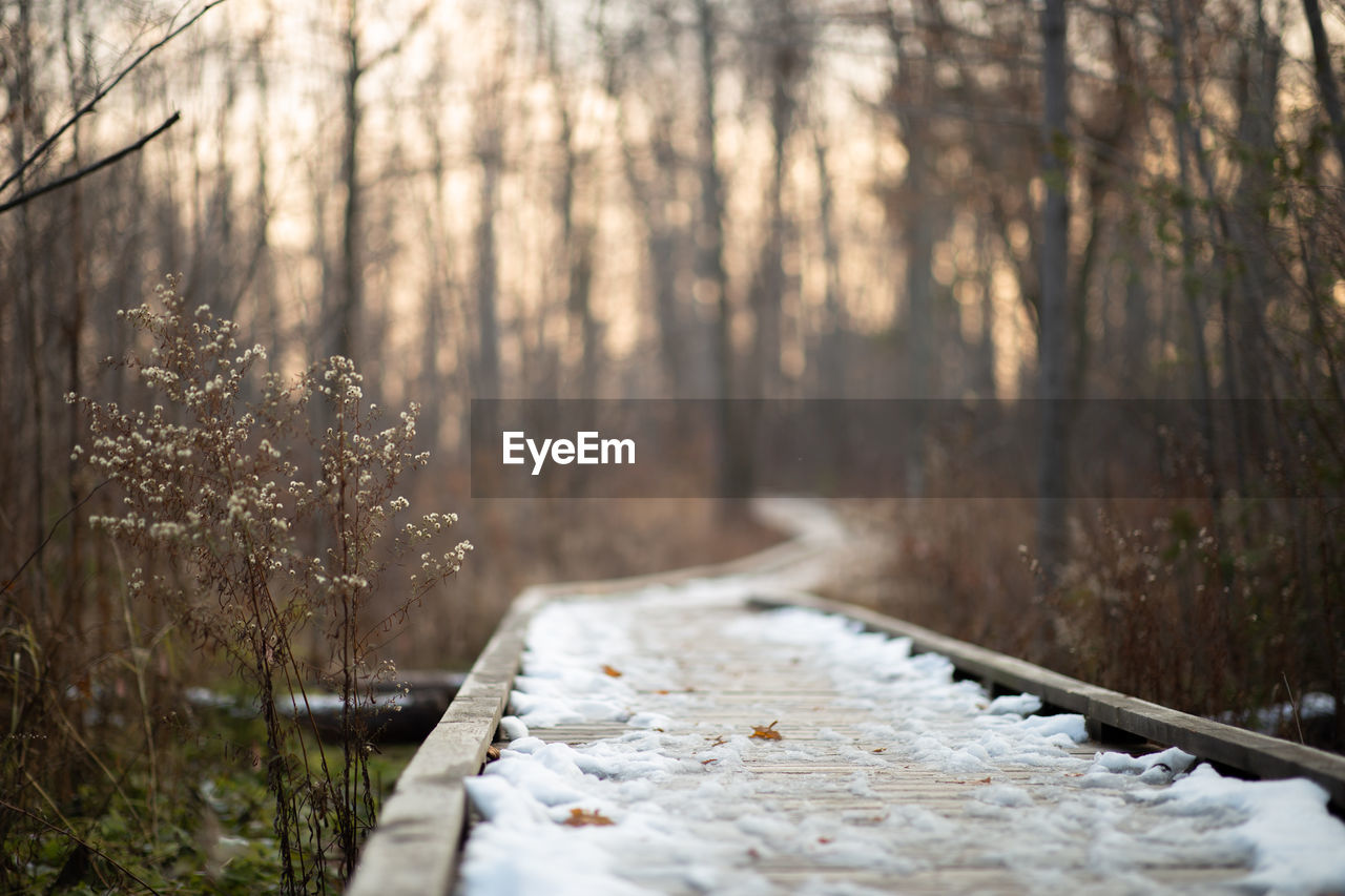 View of trees in forest during winter