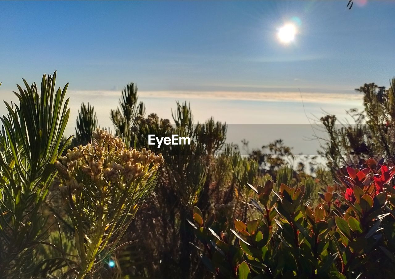 PLANTS GROWING ON FIELD AGAINST SKY