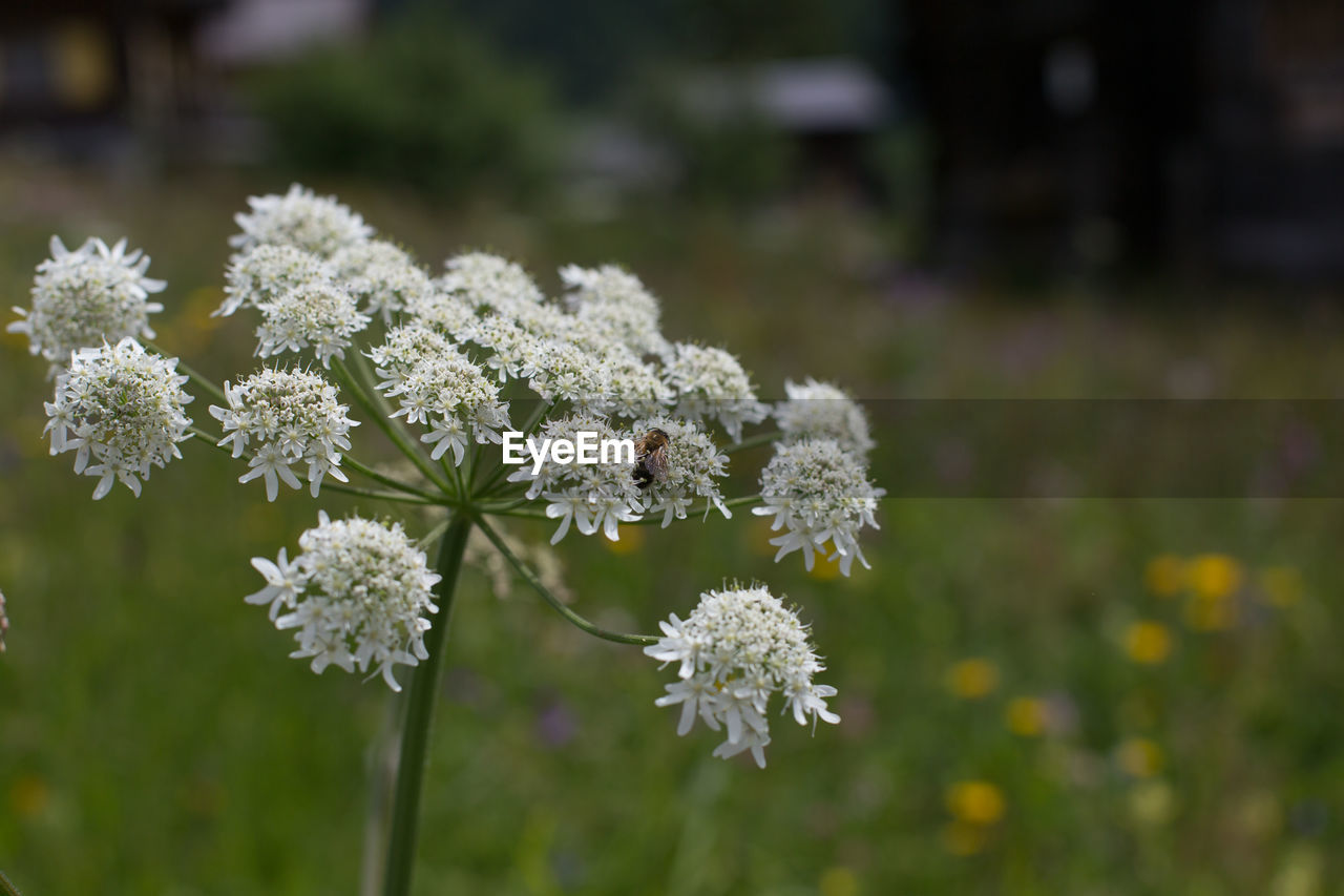 Close-up of white flowers blooming outdoors