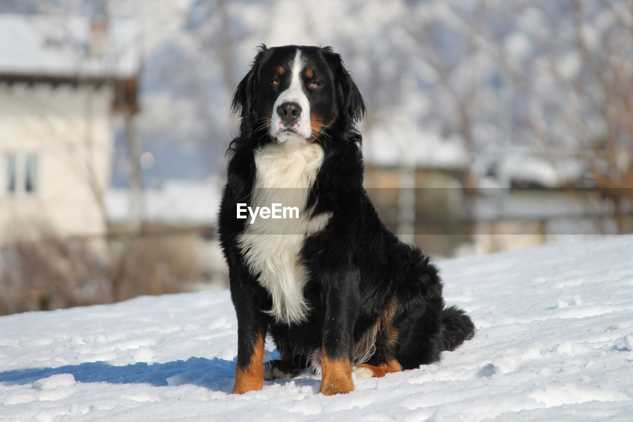 Bernese mountain dog sitting on snow