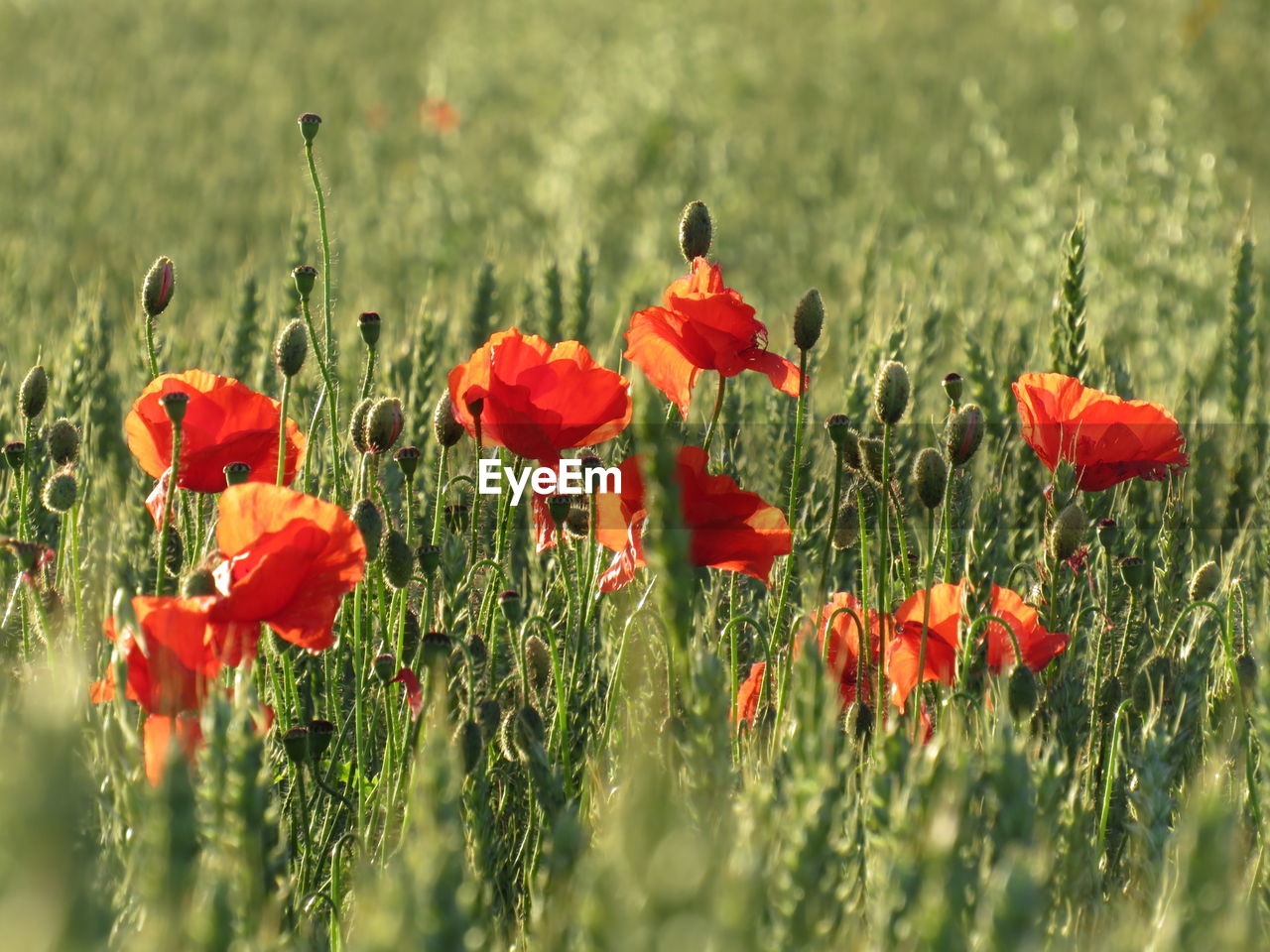 plant, flower, flowering plant, poppy, field, beauty in nature, nature, land, red, growth, freshness, grass, grassland, landscape, meadow, fragility, prairie, petal, flower head, selective focus, no people, environment, inflorescence, rural scene, close-up, wildflower, day, green, outdoors, sunlight, tranquility, plain, agriculture, springtime, sky, scenics - nature, non-urban scene