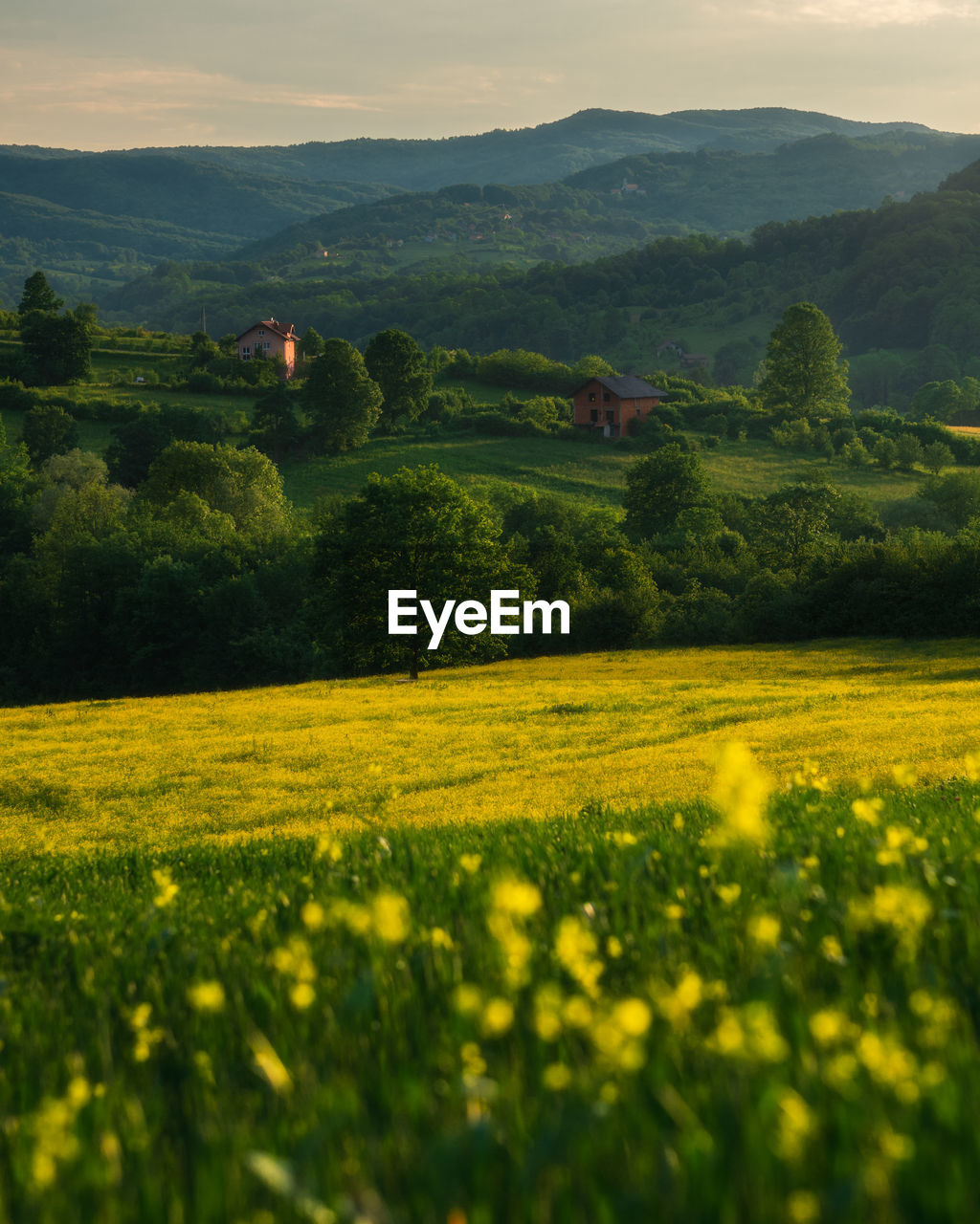 Scenic view of oilseed rape field